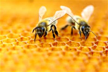NGO promises to empower farmers on Bee farming