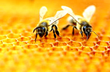 NGO promises to empower farmers on Bee farming