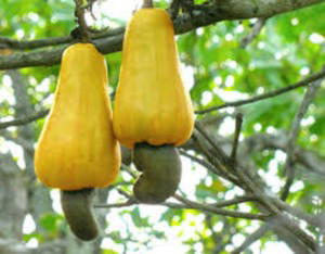 CASHEW: Conference to unlock N50b annual investment opportunity