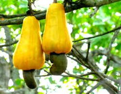 CASHEW: Conference to unlock N50b annual investment opportunity
