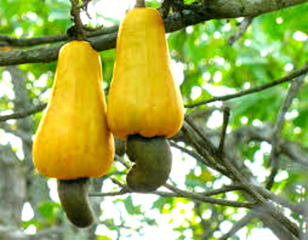 Cashew value chain receives boost as FG, US sign MoU to increase productivity