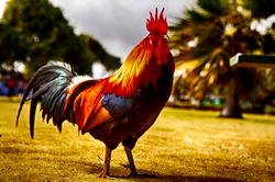 ‘Gold-eating rooster ate my earring’
