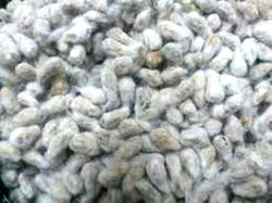 RMRDC allocates 3,000 tons of improved cotton seed to Gombe farmers