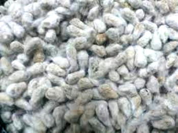 RMRDC allocates 3,000 tons of improved cotton seed to Gombe farmers