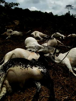 FG raises alarm over outbreak of deadly animal disease in Niger Republic