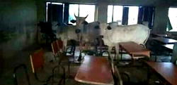 Breaking: Cows, herdsmen invade FUTO