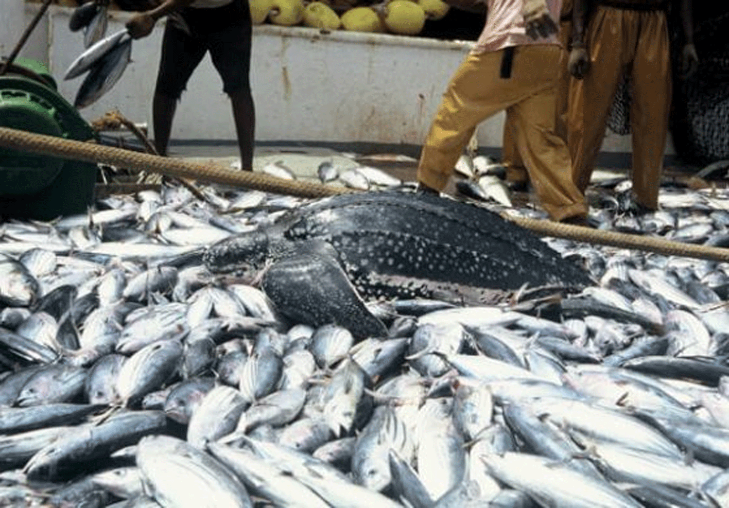 Nigeria losing over N400bn annually from fish imports — Lawmaker