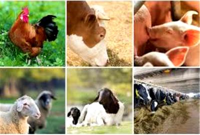 National Livestock Transformation Plan on course — Kabir