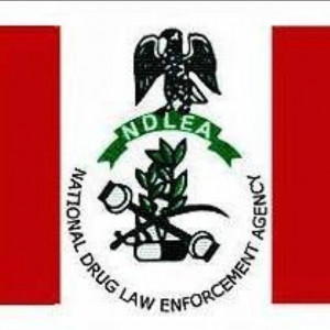 NDLEA foils attempt to smuggle 238kg of cannabis to Port Harcourt