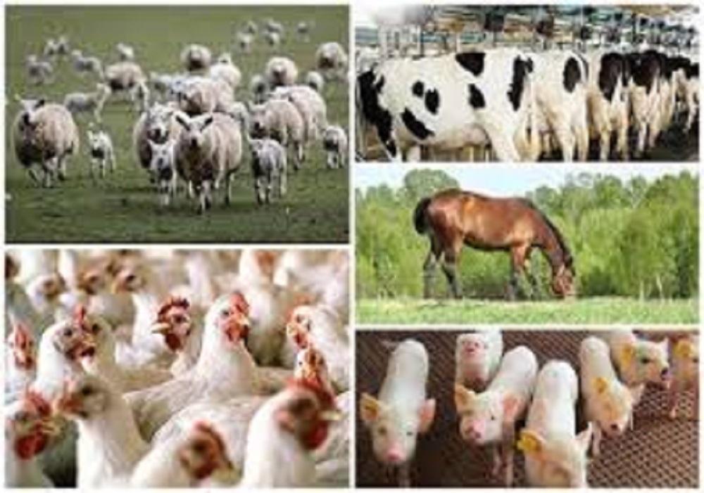 Nurture animals on quality food to enhance reproduction —Don