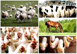 Nat’l Pasture Development Programme’ll reduce herder/farmer conflicts — FG