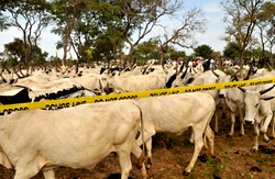 Pastoral farmers seek improved logistics systems to cut cattle transport costs, times