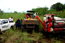 Obaseki’s Agric Reforms: Farmers commence harvest at Agenebode rice farm