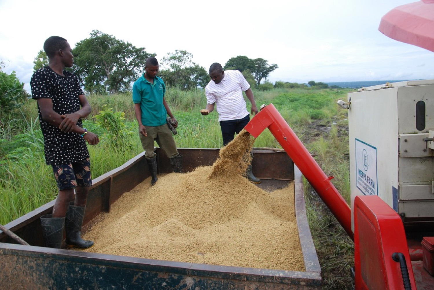 Obaseki’s agric reforms: Farmers commence harvest at Agenebode rice farm