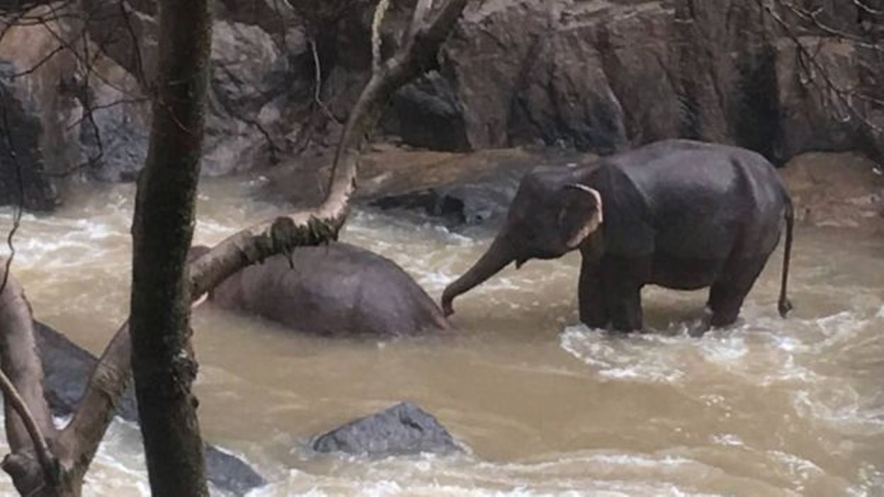 6 elephants found drowned at Thai waterfall, 2 others in care