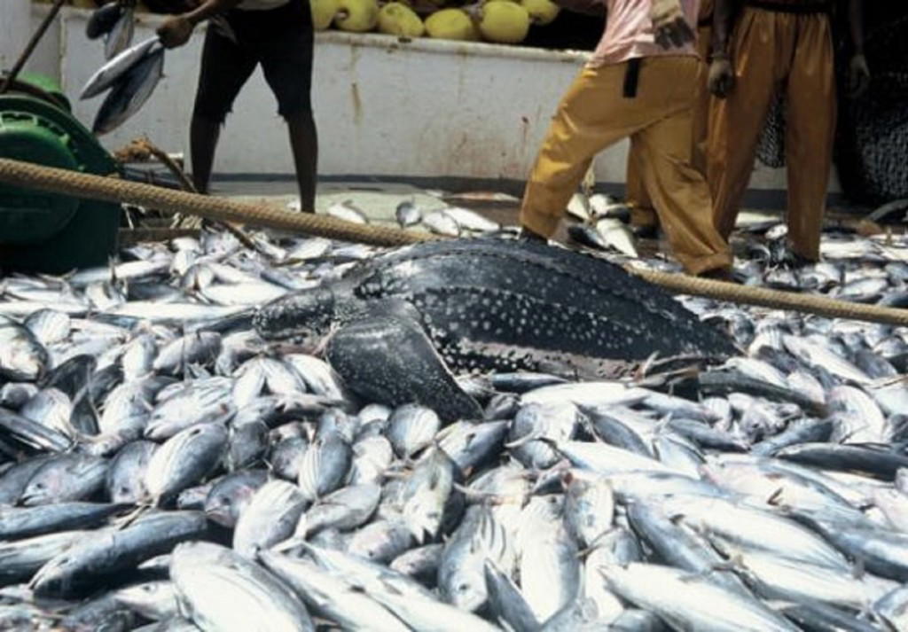 COVID-19: Fish farmers express hope over new frontier in Wuye market