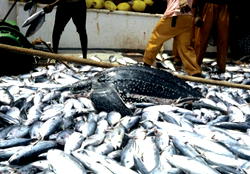 Fish farmers hail FG over move to ban fish importation