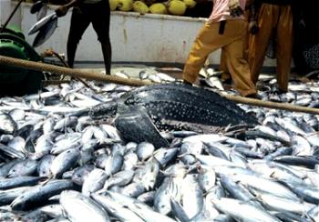 COVID-19: Fish farmers express hope over new frontier in Wuye market