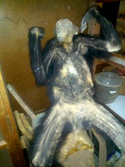 UNN Zoology dept. Mourns, embalm only surviving Chimpanzee