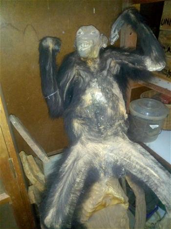 UNN Zoology dept. Mourns, embalm only surviving Chimpanzee
