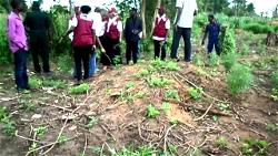 NDLEA intercepts 500kg of Indian hemp, destroys farmland in Kwara
