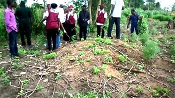 NDLEA destroys 40 hectares of hemp plantation in Oyo state