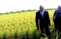 Border Closure: CBN appeals to rice stakeholders not to increase price