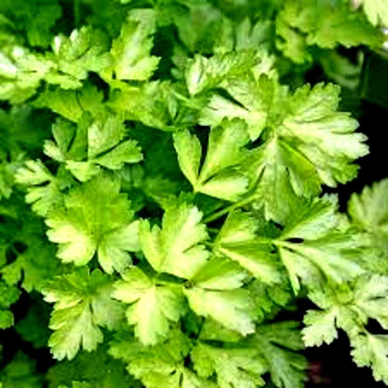 Arthritis, Cancer: Nutritionist harps on efficacy of parsley leaf