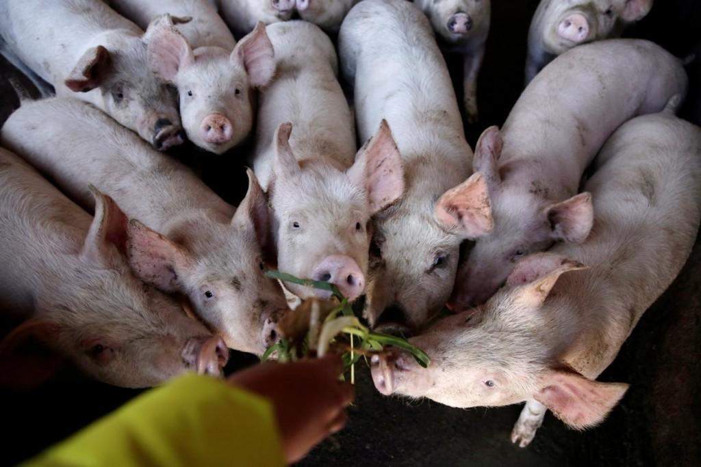 Ogun pig farmers lose millions of Naira, call for government assistance