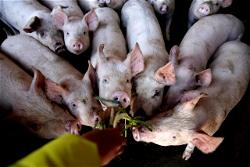 CHINA: Scientists find flu virus with ‘pandemic potential’ in pigs