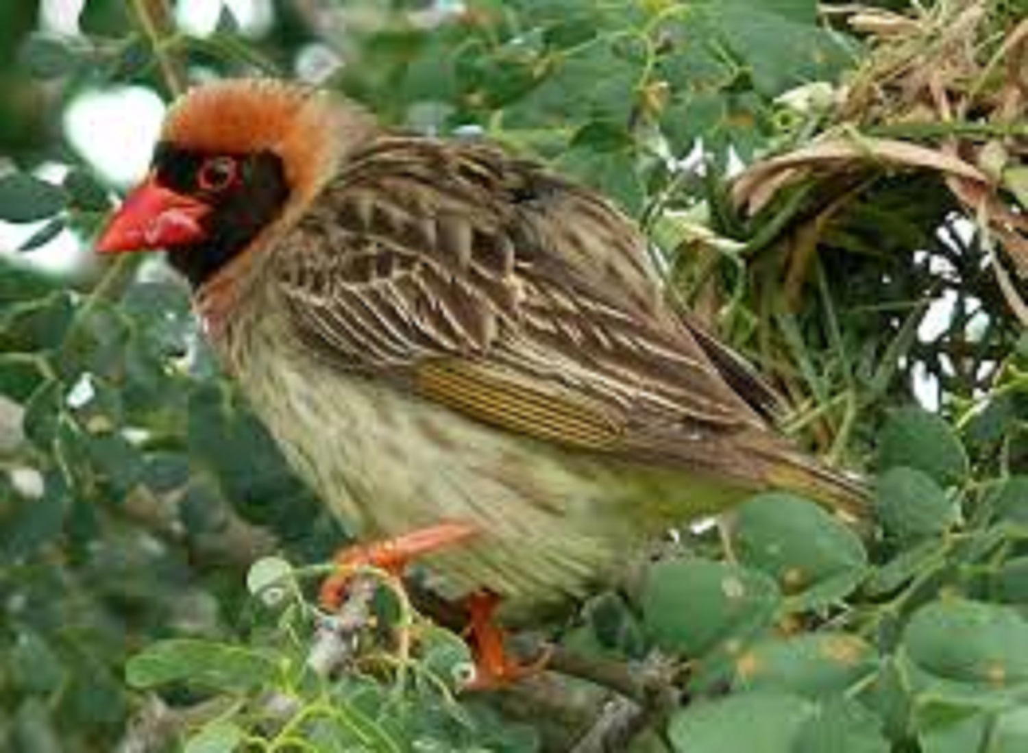 Quelea birds : FG commences aerial spray in Jigawa