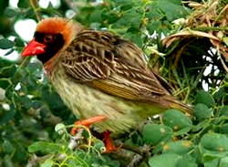 Quelea birds: FG commences aerial spray in Jigawa