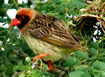 Quelea birds: FG commences aerial spray in Jigawa