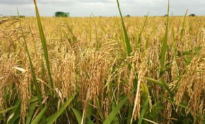 Enugu, rice