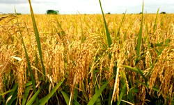 NFGCS acquires high capacity rice processing equipment