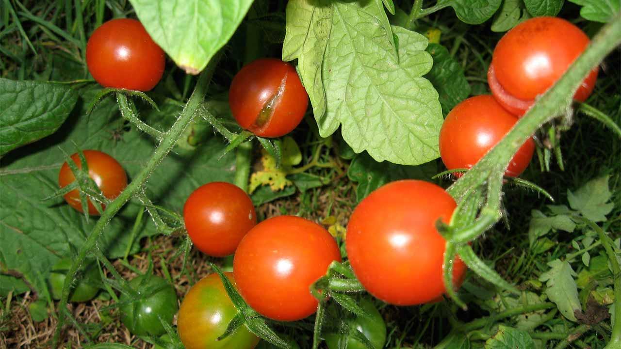 Benue tomato farmers lament wastage, call on government for solution