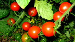 Agriculture: Farmer seeks promotion through self-effort