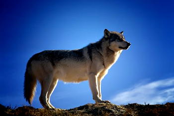 Presumed Wolf Death: Belgium enviromentalists offer €30,000 (N11.3m) reward for information