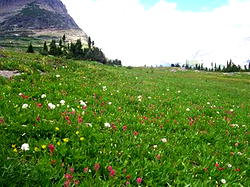Plateau: Christian group distributes over 300 resilience trees to tackle climate change