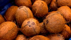 Coconut industry attracts over N50bn transaction annually in Lagos
