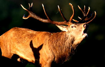US hunter killed by deer he thought he had just shot dead