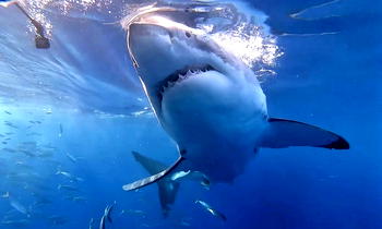 Sharks test positive for cocaine in Brazil