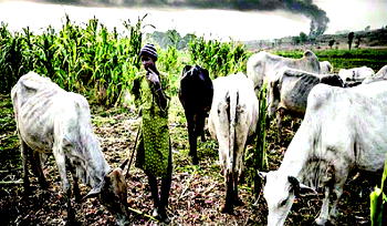 Enugu farmers ‘living in fear’, as herdsmen take over farmlands