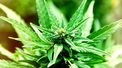 Morocco mulling legalising medicinal cannabis