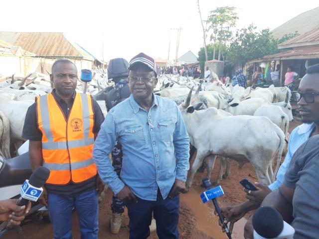 Grazing law: Ortom personally impounds 150 cows in Makurdi town