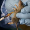 Lassa Fever: NCDC confirms five deaths in outbreak in Benue