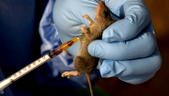 Lassa Fever: NCDC confirms five deaths in outbreak in Benue