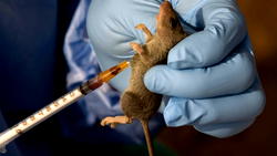 Lassa Fever: NCDC confirms five deaths in outbreak in Benue