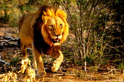 Experts seriously in search of the escaped Kano lion