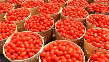 Tomato Scarcity:  What FG, stakeholders must do